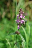 Stachys palustris