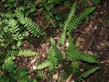 род Polypodium. Вегетирующее растение. Краснодарский край, муниципальное образование город-курорт Сочи, Адлерский р-н, Кудепстинский сельский округ, окр. пос. Дубравный, Кудепстинский дендропарк, широколиственный лес, склон оврага. 05.07.2024.