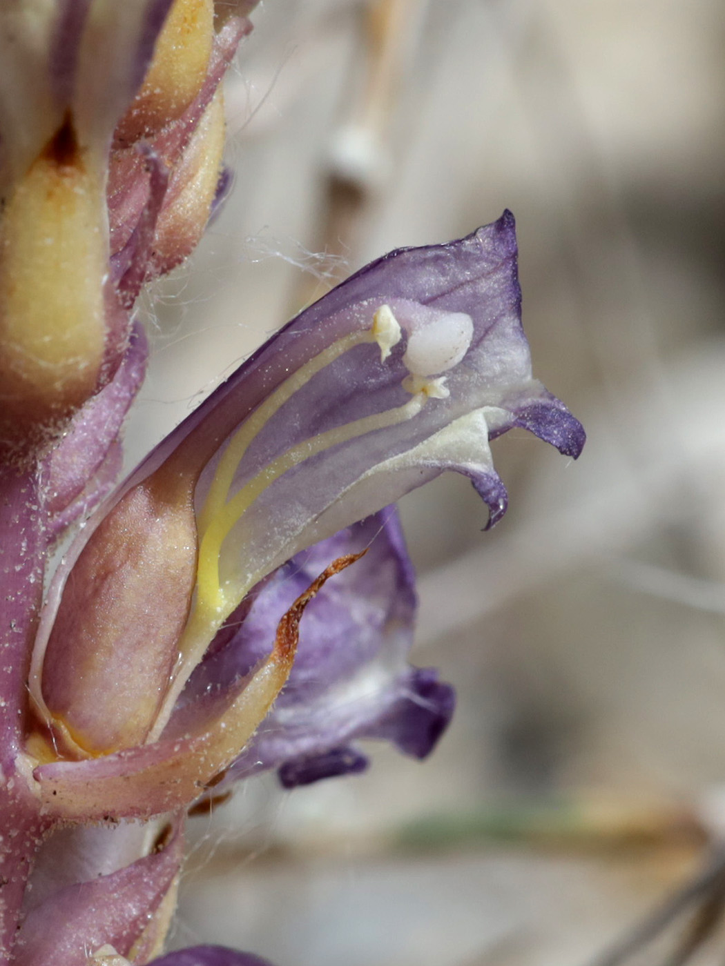 Изображение особи Orobanche grenieri.