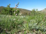 Astragalus semenovii. Цветущее растение. Казахстан, юго-зап. часть Джунгарского Алатау, нижняя часть южн. стороны пер. Алтын-Эмель, степной пастбищный участок. 25 апреля 2026 г.