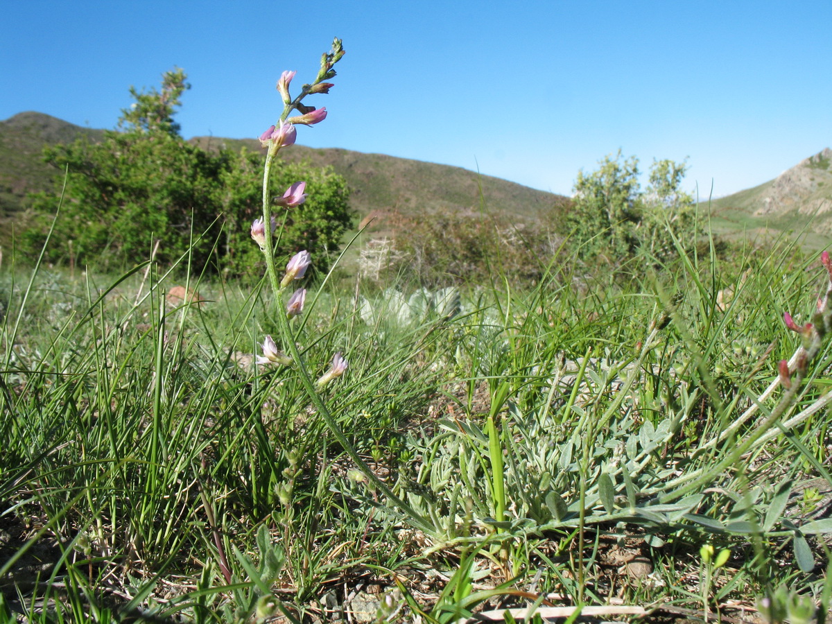 Изображение особи Astragalus semenovii.