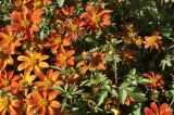 genus Bidens. Верхушки побегов с соцветиями и кормящейся мухой-журчалкой. Санкт-Петербург, Ботанический сад Петра Великого, клумба. 27.08.2026.