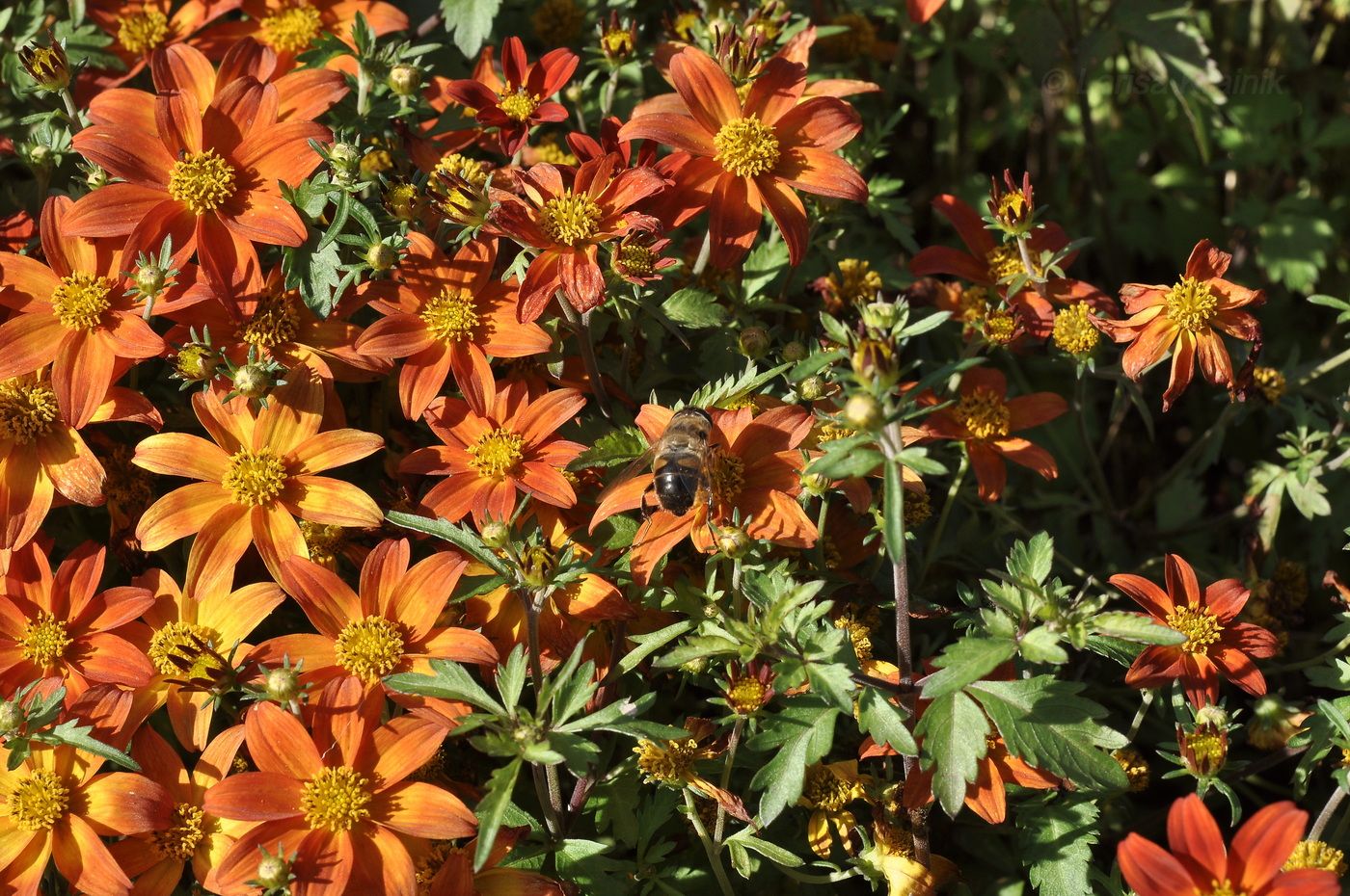 Image of genus Bidens specimen.