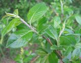 Salix myrsinifolia. Верхняя часть ветви с молодыми побегами. Ярославская обл., Некоузский р-н, окр. пос. Борок, дачный участок. 25.05.2011.