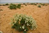 Crambe maritima