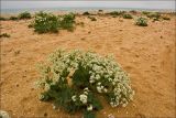 Crambe maritima. Цветущее растение на ракушечном пляже. Крым, Керченский п-ов, Опукский природный заповедник. Май 2011 г.