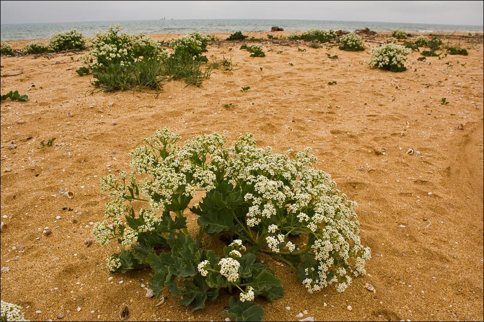 Изображение особи Crambe maritima.