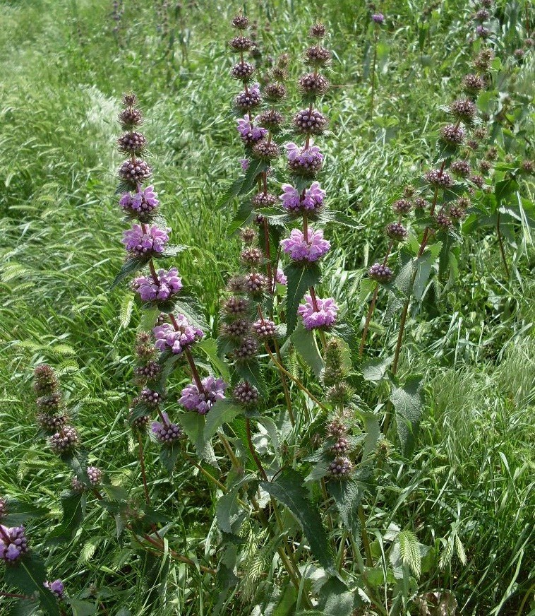 Image of Phlomoides tuberosa specimen.