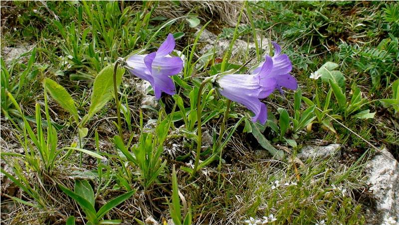 Image of Campanula aucheri specimen.