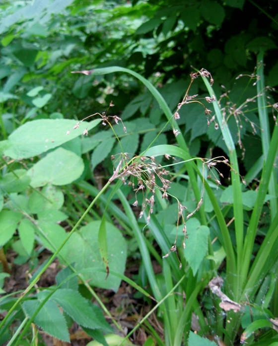 Изображение особи Luzula sylvatica.