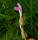 Pedicularis sylvatica