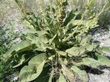 Verbascum songaricum