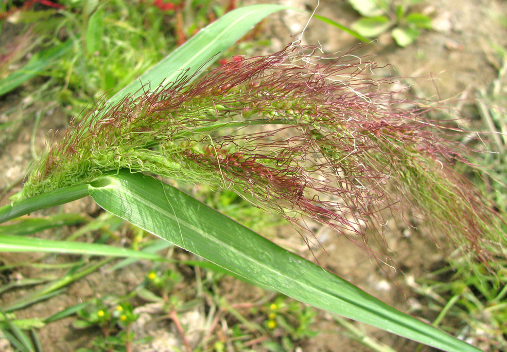 Изображение особи Echinochloa tzvelevii.