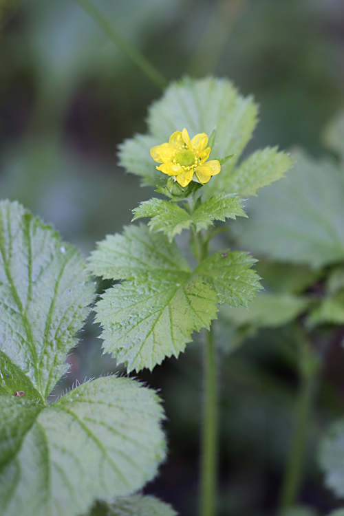 Image of Geum macrophyllum specimen.