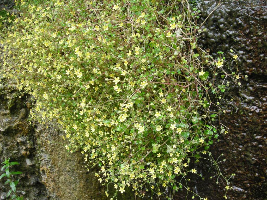 Изображение особи Saxifraga cymbalaria.