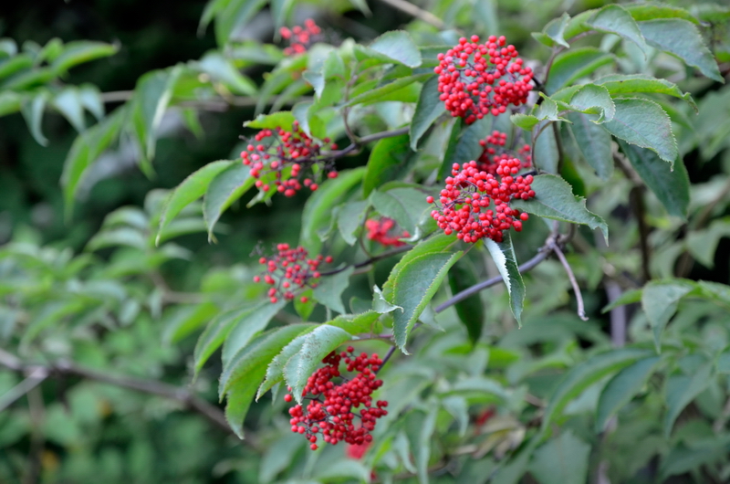 Изображение особи Sambucus sibirica.