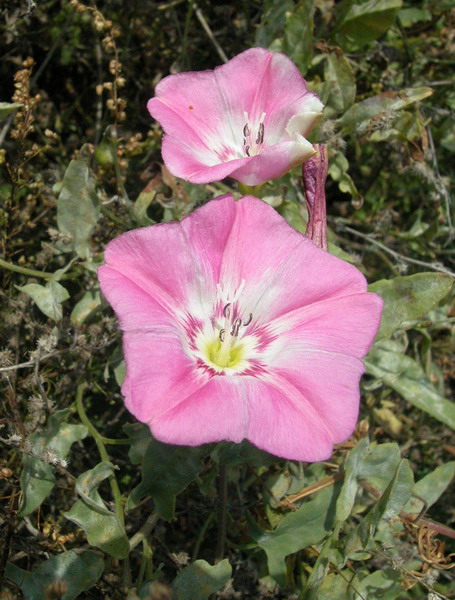 Изображение особи Convolvulus chinensis.