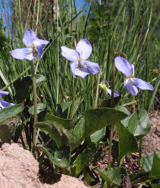 Image of Viola canina specimen.