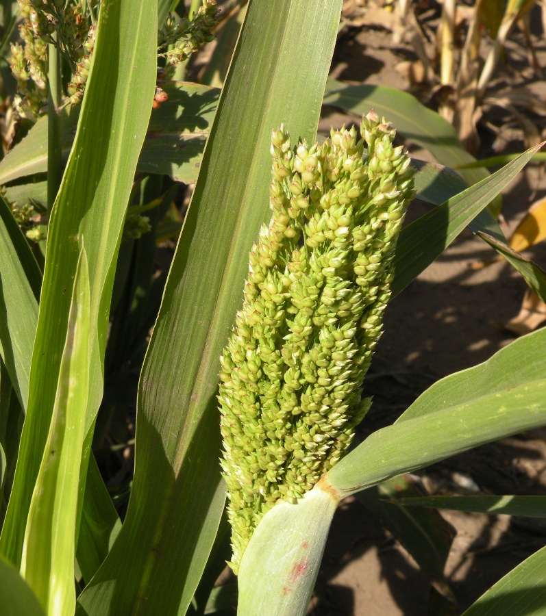 Изображение особи Sorghum bicolor.