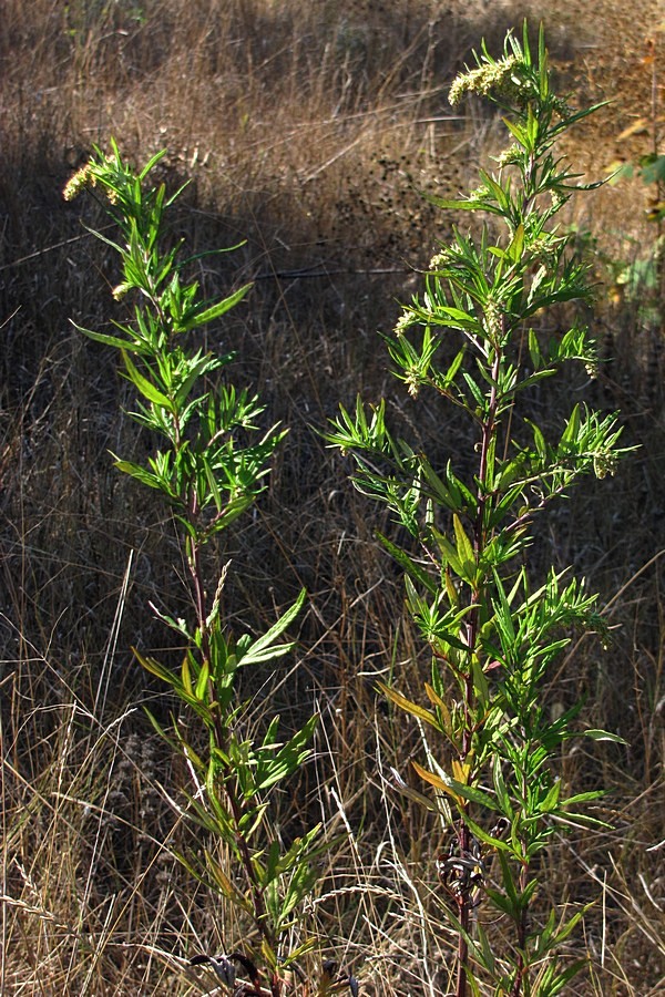 Image of Artemisia verlotiorum specimen.