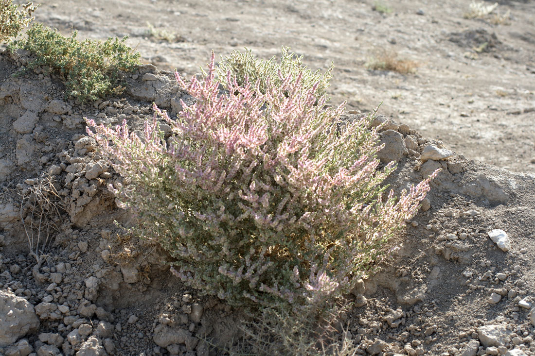 Изображение особи Salsola incanescens.