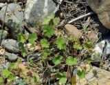 Geranium rotundifolium. Цветущее растение. Казахстан, Южно-Казахстанская обл., хр. Каратау, галечник на р. Икансу. 30.04.2011.