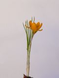 Crocus chrysanthus