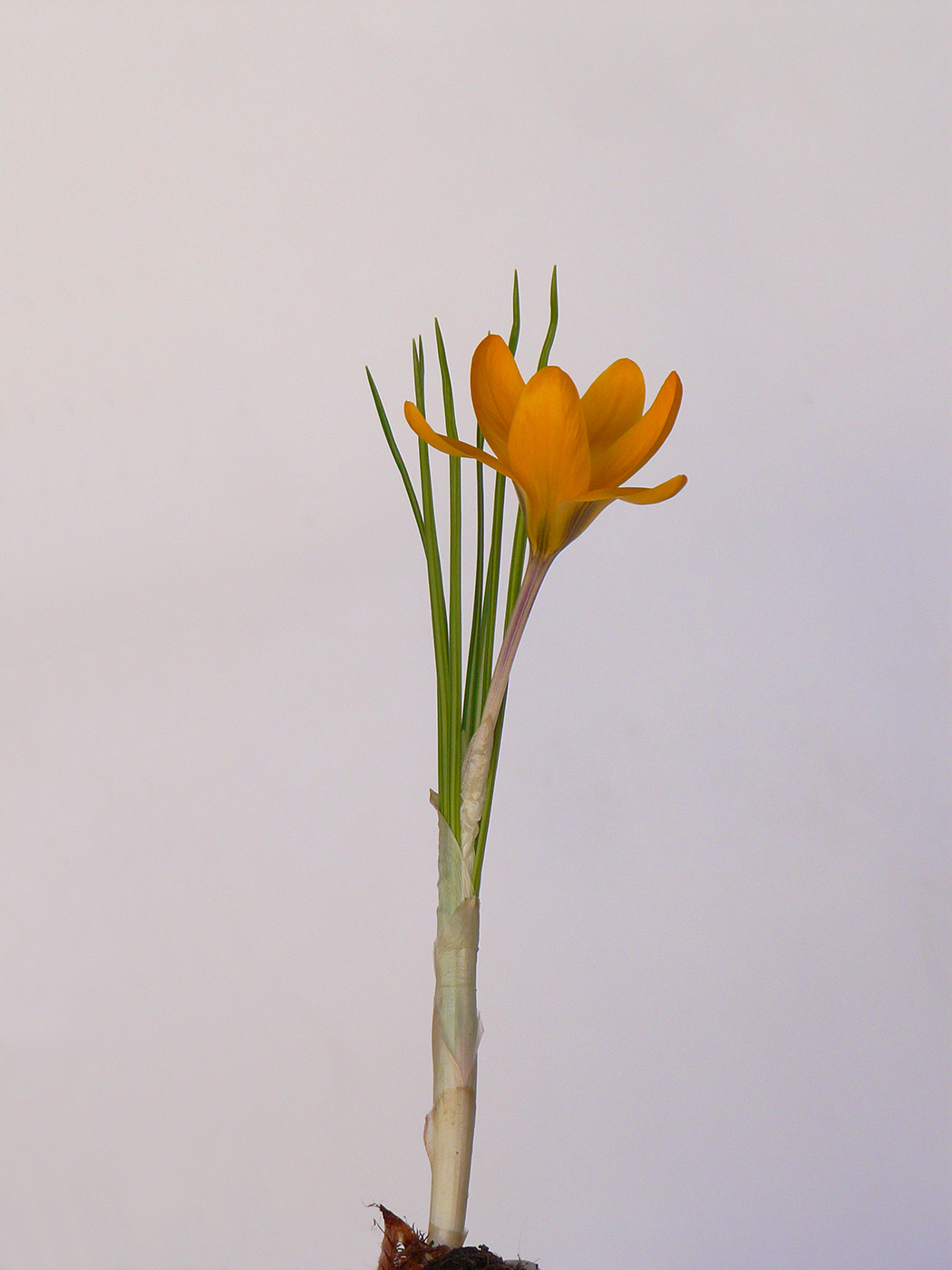 Image of Crocus chrysanthus specimen.