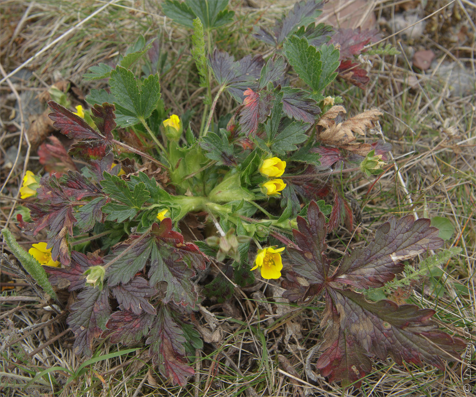 Изображение особи Potentilla crantzii.