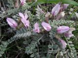 Astragalus testiculatus. Цветущее растение. Саратовская обл., Саратовский р-н, в каменистой степи на вершине водораздельного отрога. 9 октября 2011 г.