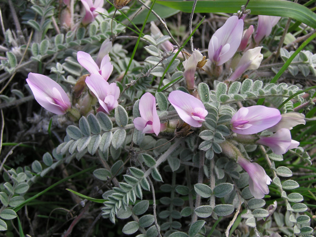 Изображение особи Astragalus testiculatus.