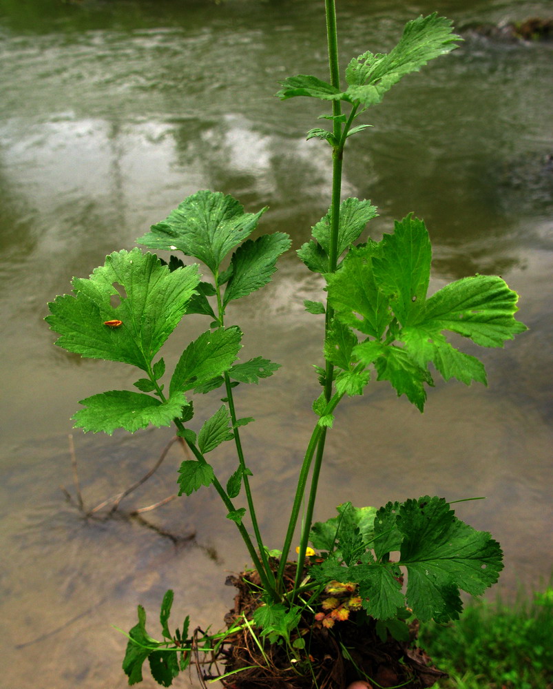 Image of Geum × meinshausenii specimen.