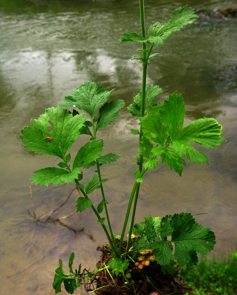 Image of Geum &times; meinshausenii specimen.