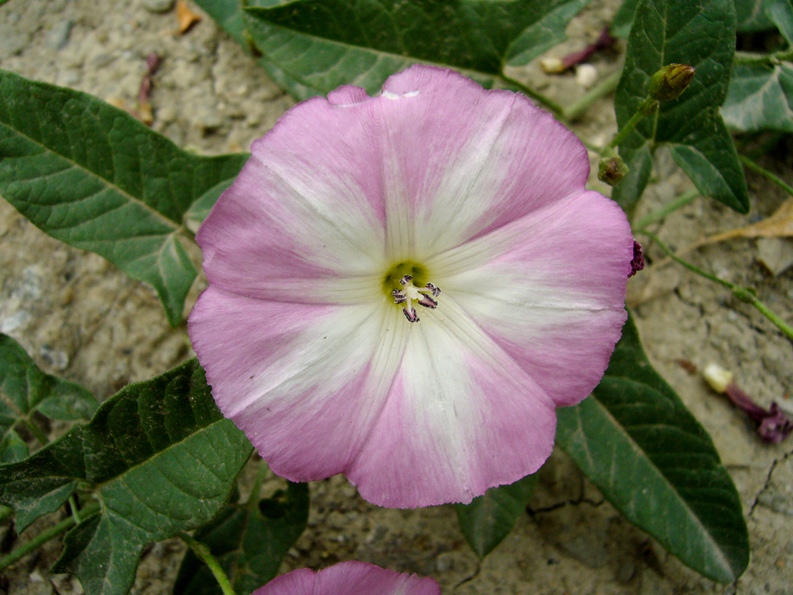 Image of Convolvulus arvensis specimen.