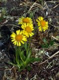 Tephroseris atropurpurea. Цветущее растение. Забайкалье, хребет Кодар. 11.07.2007.