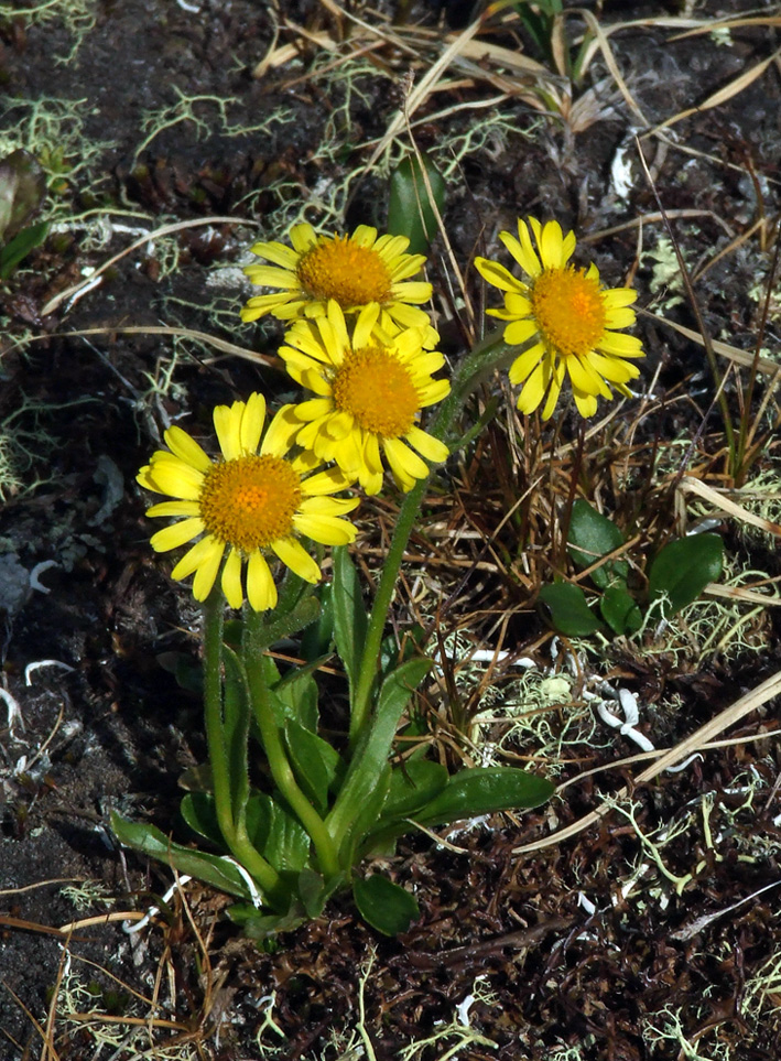 Image of Tephroseris atropurpurea specimen.