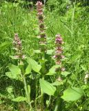 Ajuga genevensis