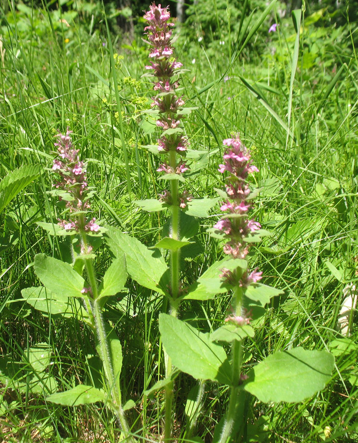 Image of Ajuga genevensis specimen.