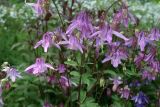 Aquilegia vulgaris