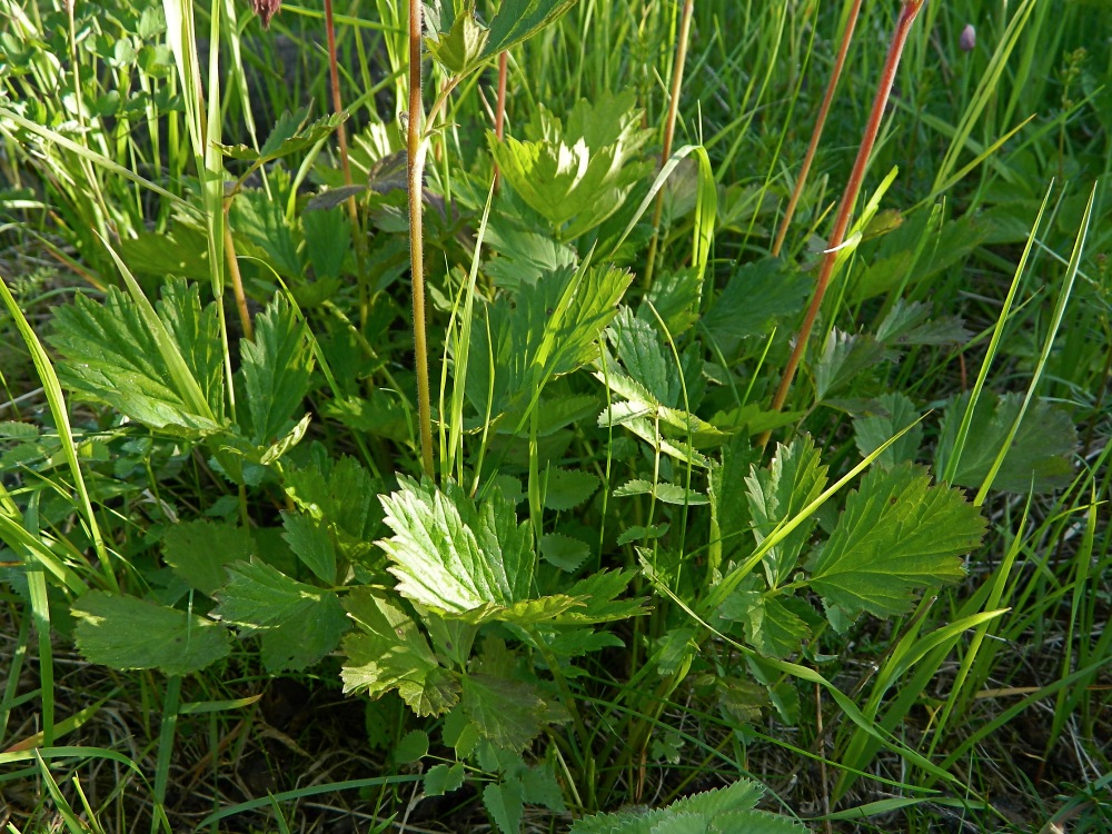 Изображение особи Geum rivale.