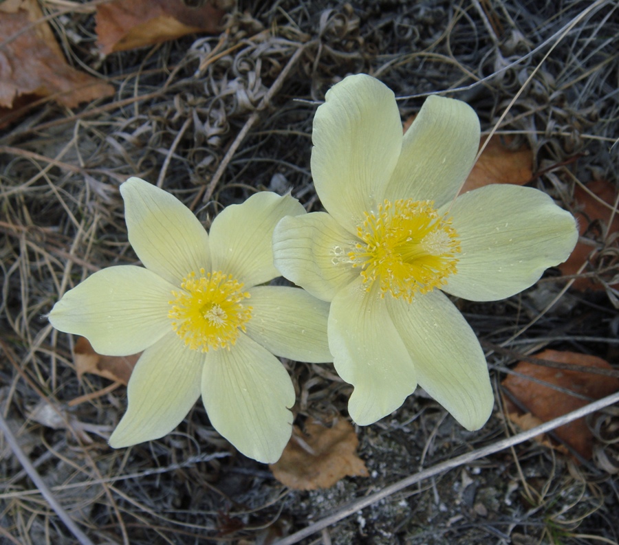 Изображение особи Pulsatilla orientali-sibirica.