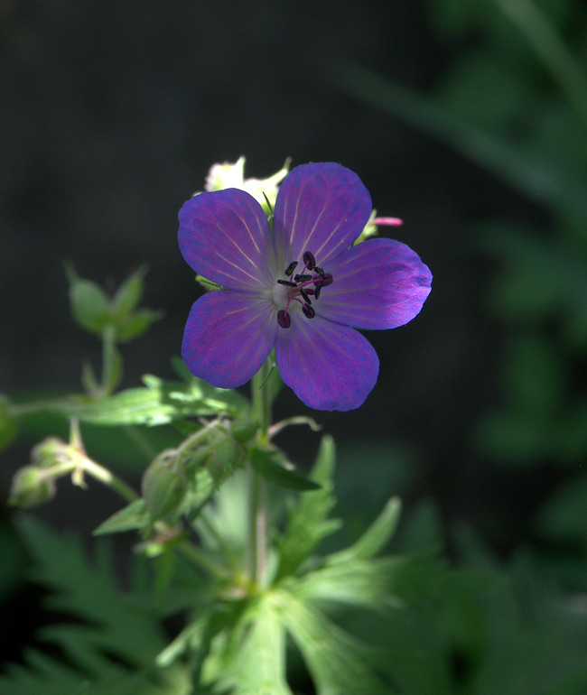 Изображение особи род Geranium.