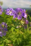 Geranium erianthum. Верхушка цветущего растения. Сахалин, Тымовский р-н, река Пиленга. 03.07.2011.