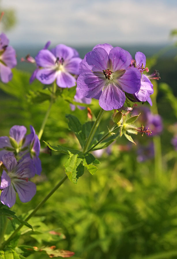 Image of Geranium erianthum specimen.