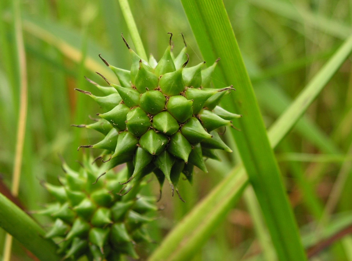 Image of Sparganium coreanum specimen.