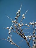 Salix lapponum