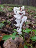 Corydalis cava. Соцветие (белоцветковая форма). Украина, Киев, заказник \"Лесники\", низинная часть. 15 апреля 2012 г.