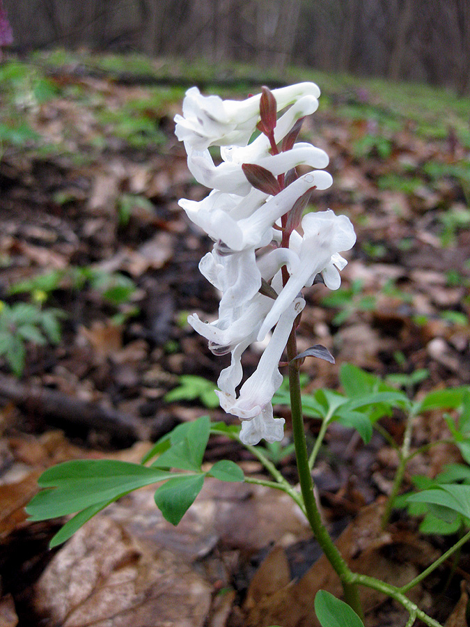 Изображение особи Corydalis cava.