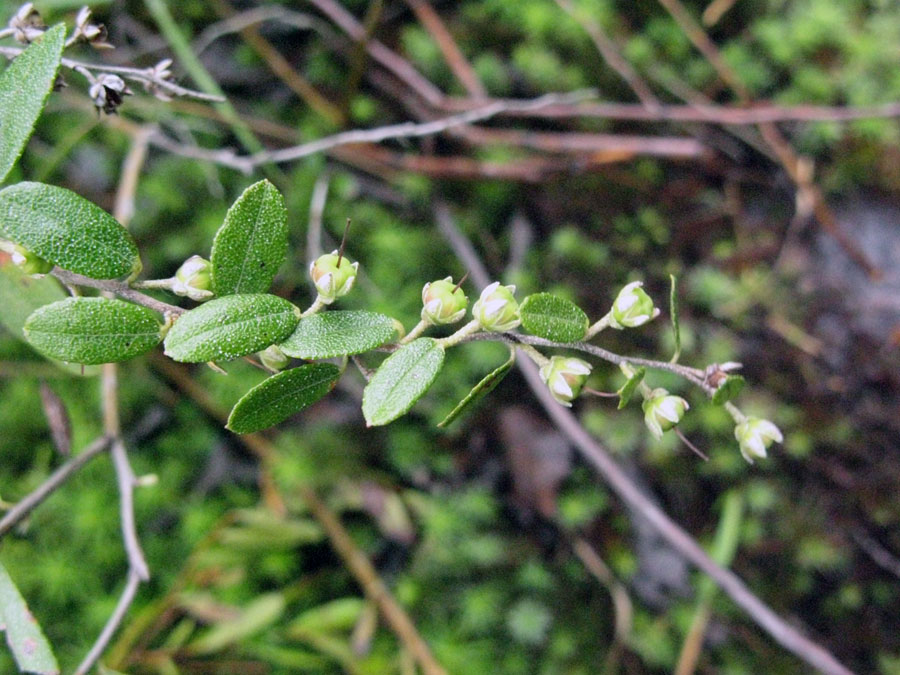 Image of Chamaedaphne calyculata specimen.