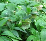 род Helleborus